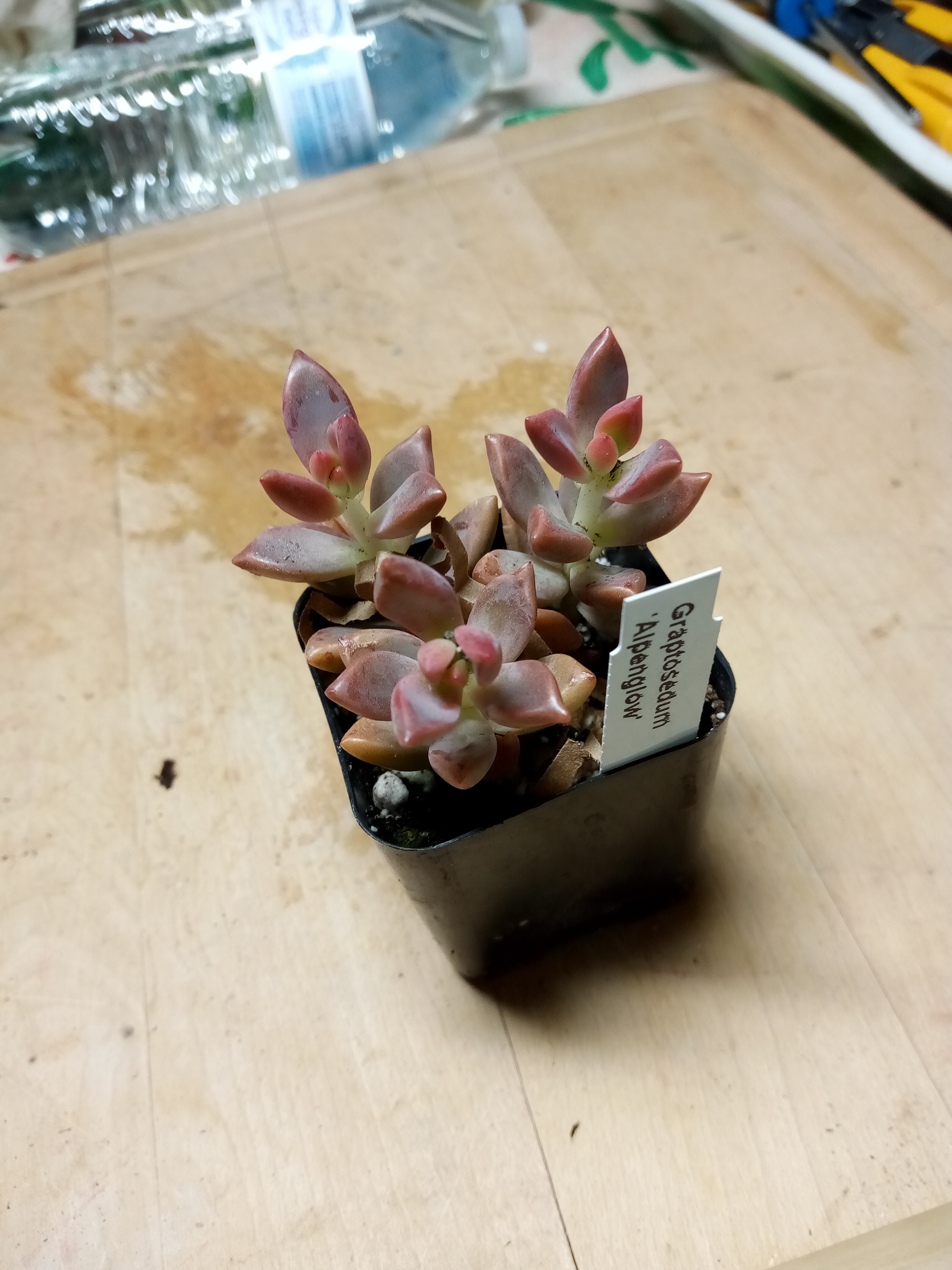 Graptosedum Alpenglow.jpg